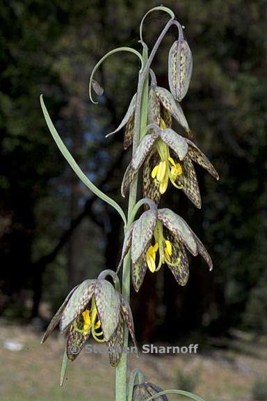 fritillaria micrantha 7 graphic